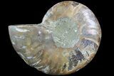 Agatized Ammonite Fossil (Half) - Madagascar #83835-1